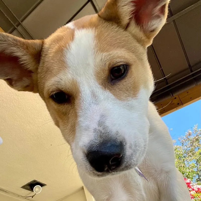 A young medium-sized female White / Cream Mixed Breed dog named Galleta for adoption in San Francisco, CA
