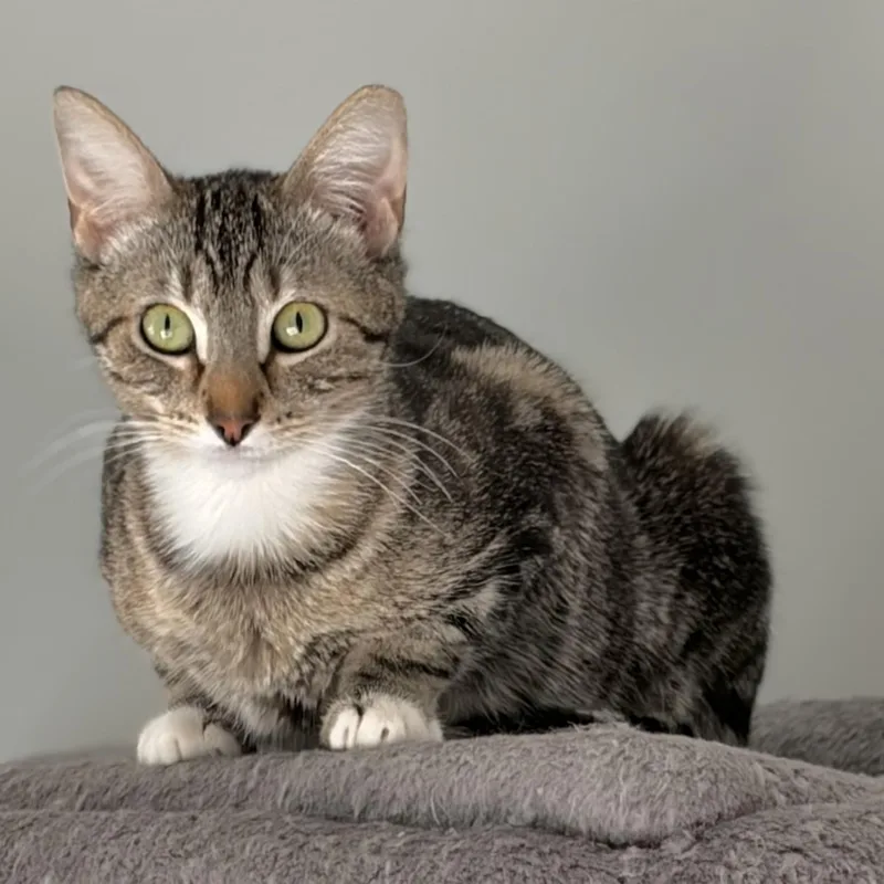 A young medium-sized female Tabby cat named Rose for adoption in SCOTTSDALE, AZ