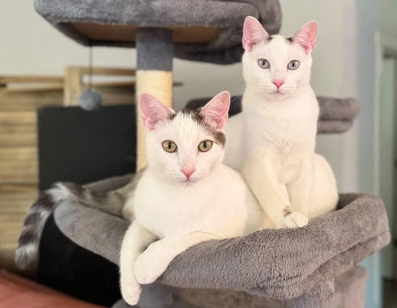 A young medium-sized male Domestic Short Hair cat named NM Butch for adoption in Battle Ground, WA