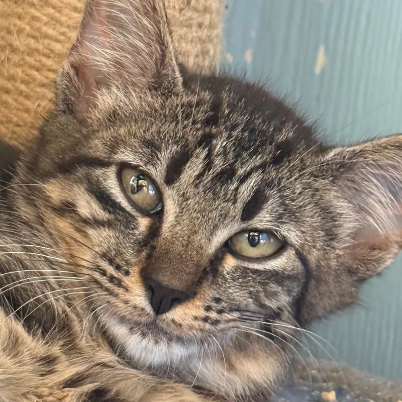 A baby small-sized female Brown / Chocolate Domestic Short Hair cat named Green Bean for adoption in Chattanooga, TN