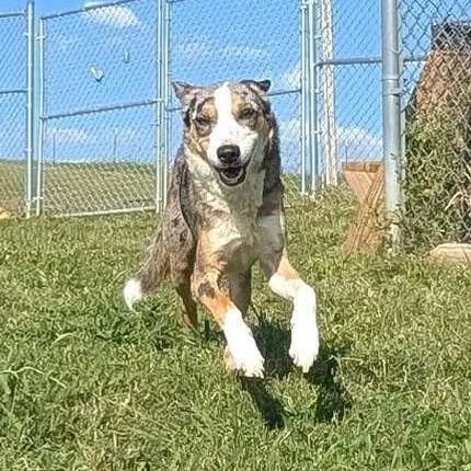 A young medium-sized male Shepherd dog named Zeus for adoption in Jefferson city, TN