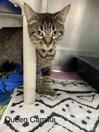 A young medium-sized female Domestic Short Hair cat named Queen Camilla for adoption in Hobart, IN