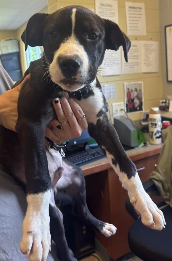 A baby small-sized male Tricolor (Brown, Black, & White) American Staffordshire Terrier dog named Rowan for adoption in Kalamazoo, MI