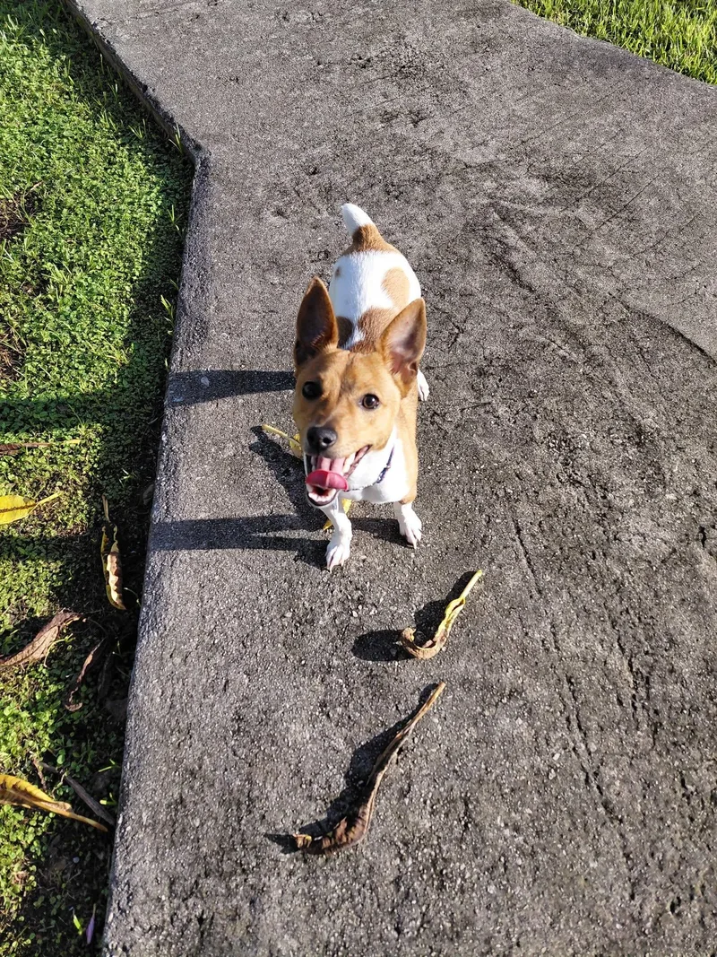 A young small-sized male Rat Terrier dog named Timmy for adoption in Jacksonville, FL
