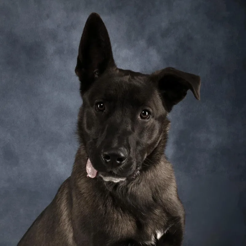 An adult large-sized male Brown / Chocolate Shepherd dog named Chief for adoption in Yucaipa, CA