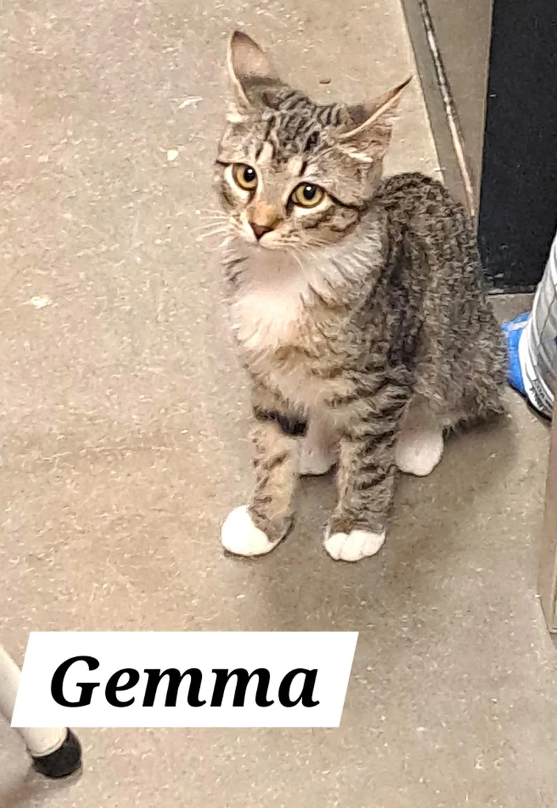 Gemma thumbnail 2
