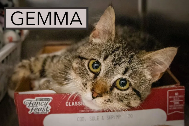 Gemma thumbnail 3