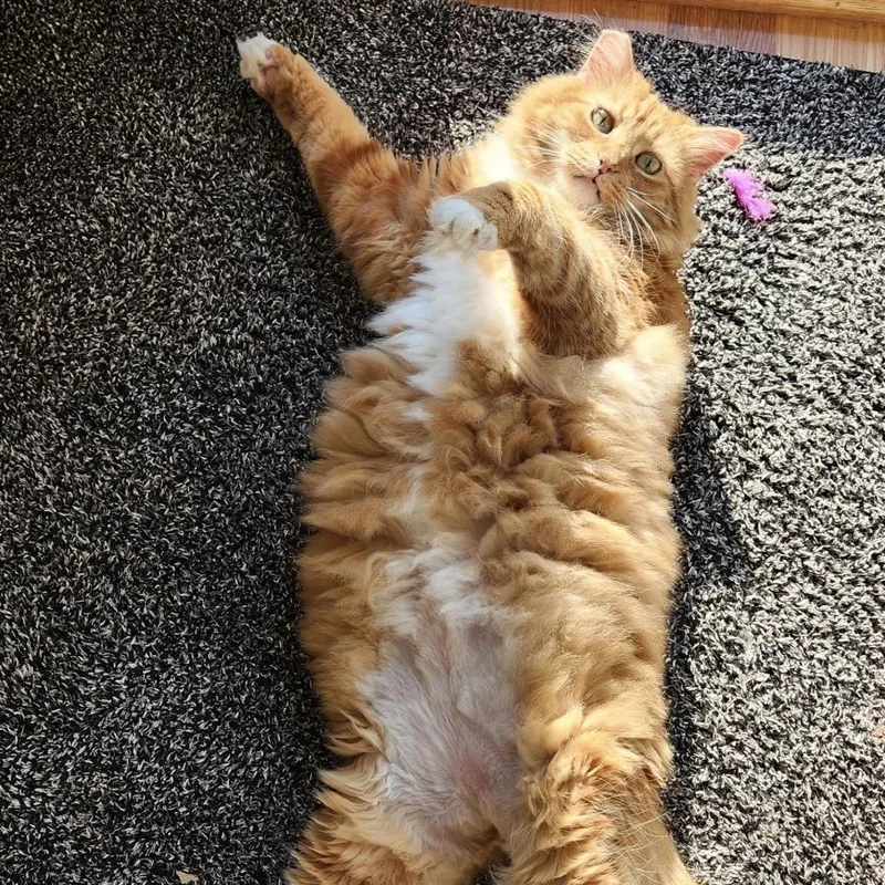 An adult medium-sized female Domestic Long Hair cat named Gigi for adoption in Stokesdale, NC