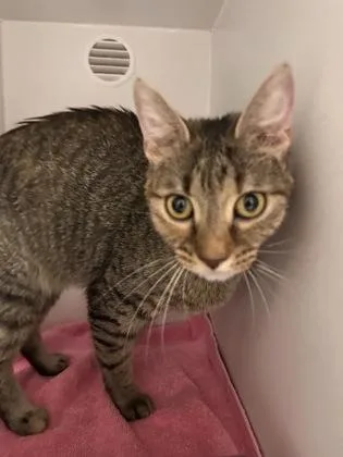 An adult small-sized female Domestic Short Hair cat named Frizzell for adoption in Fairfax, VA