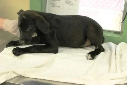 A baby large-sized female Labrador Retriever dog named Maleficent for adoption in Picayune, MS
