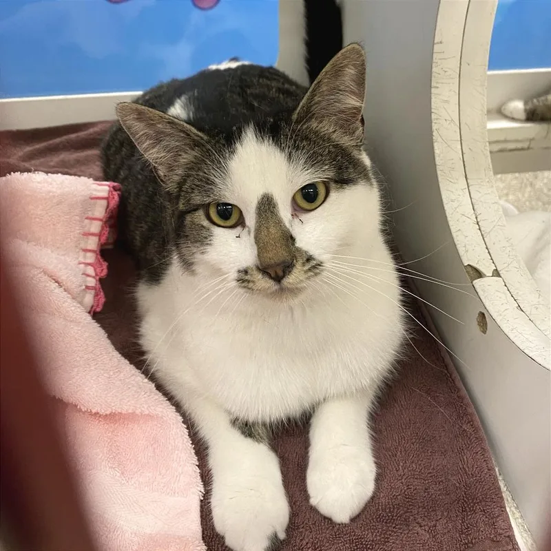 An adult large-sized male White Domestic Short Hair cat named Constantine for adoption in Cheyenne, WY