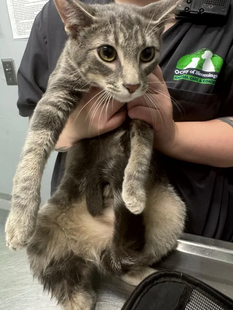 A baby medium-sized male Domestic Short Hair cat named Smokey for adoption in Bloomington, IN