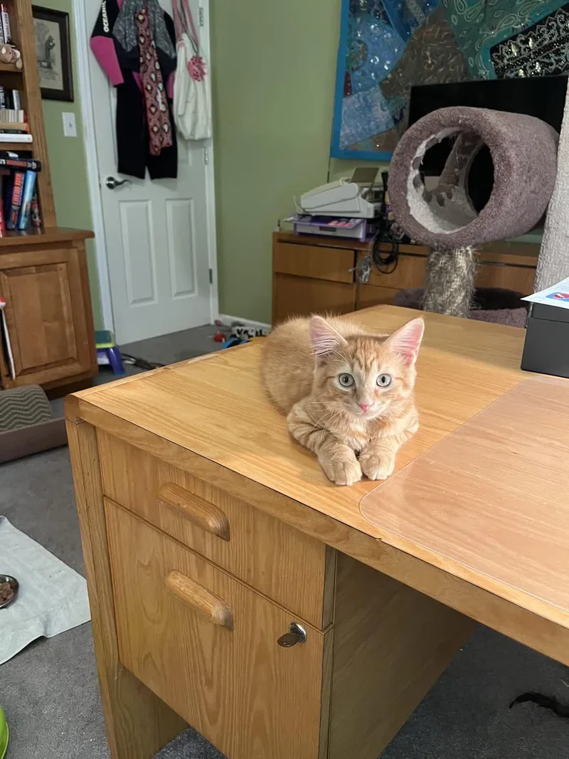 A young small-sized male Orange / Red Domestic Medium Hair cat named Simba for adoption in Alpharetta, GA