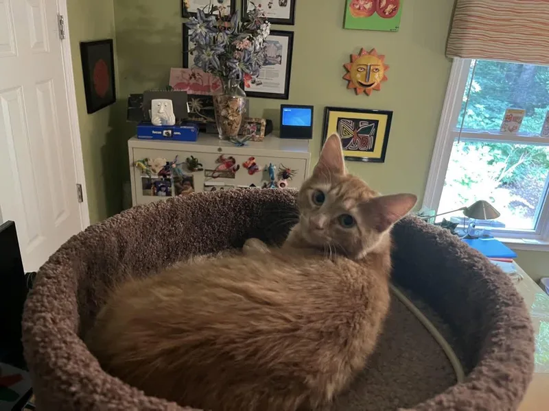 Simba thumbnail 2