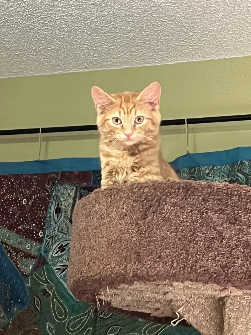 Simba thumbnail 3
