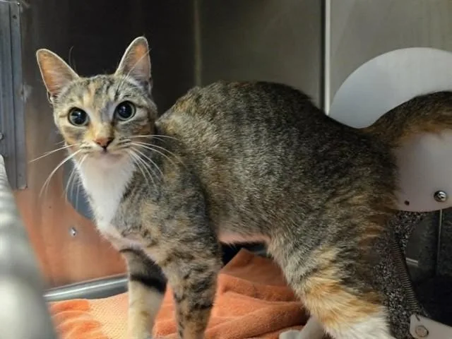 A young medium-sized female Domestic Short Hair cat named A for adoption in Martinez, CA