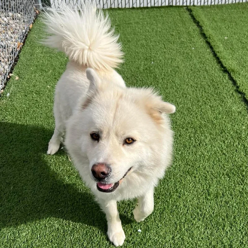 Mowgli