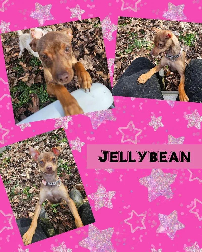 Jelly Bean