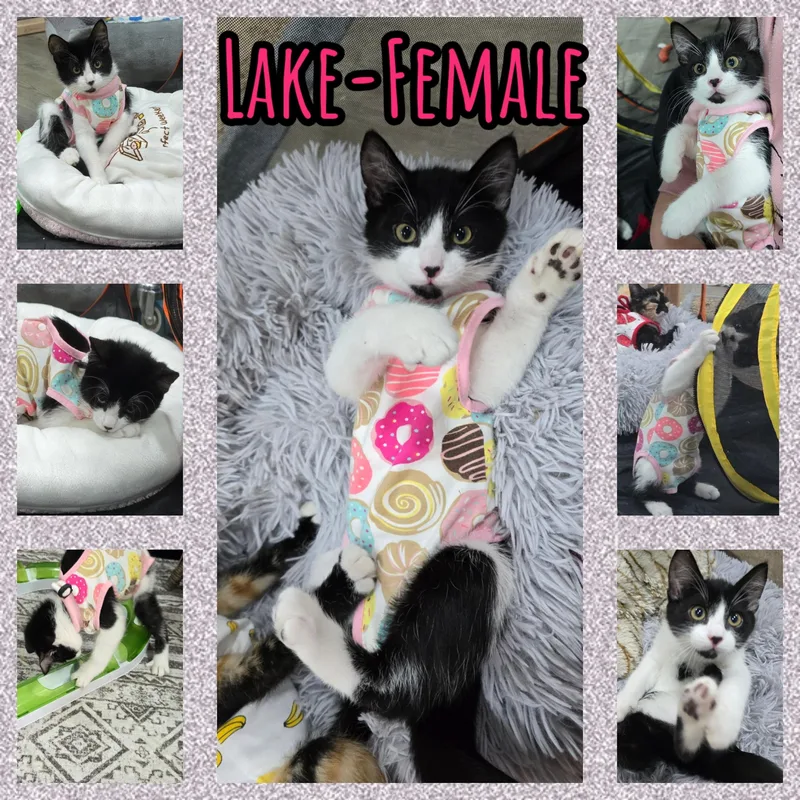 A baby medium-sized female Black & White / Tuxedo Domestic Medium Hair cat named Lake for adoption in Arlington, WA