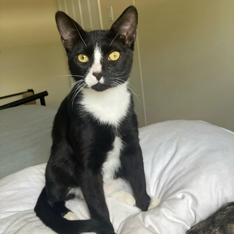 A baby medium-sized male Tuxedo cat named Caspian for adoption in Miami, FL