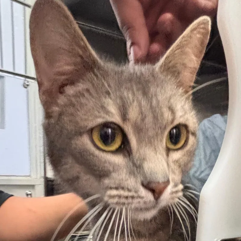 An adult medium-sized female Gray / Blue / Silver Domestic Short Hair cat named Carney for adoption in Philadelphia, PA