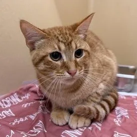 A young medium-sized male Tabby (Orange / Red) Domestic Short Hair cat named Jinkx for adoption in Converse, TX