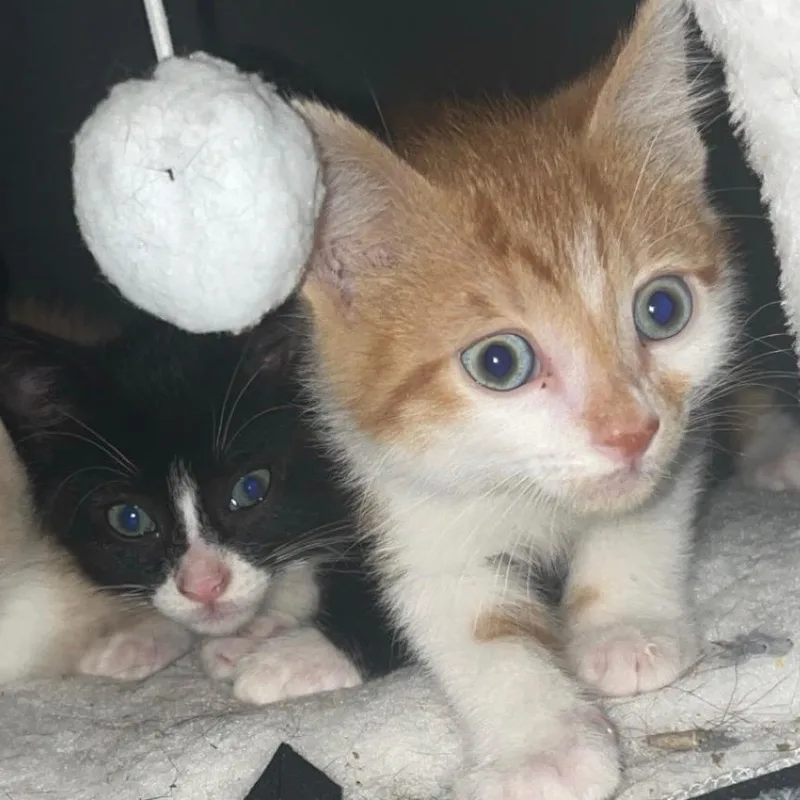 A baby medium-sized male Orange & White Domestic Short Hair cat named Ikon for adoption in Chattanooga, TN