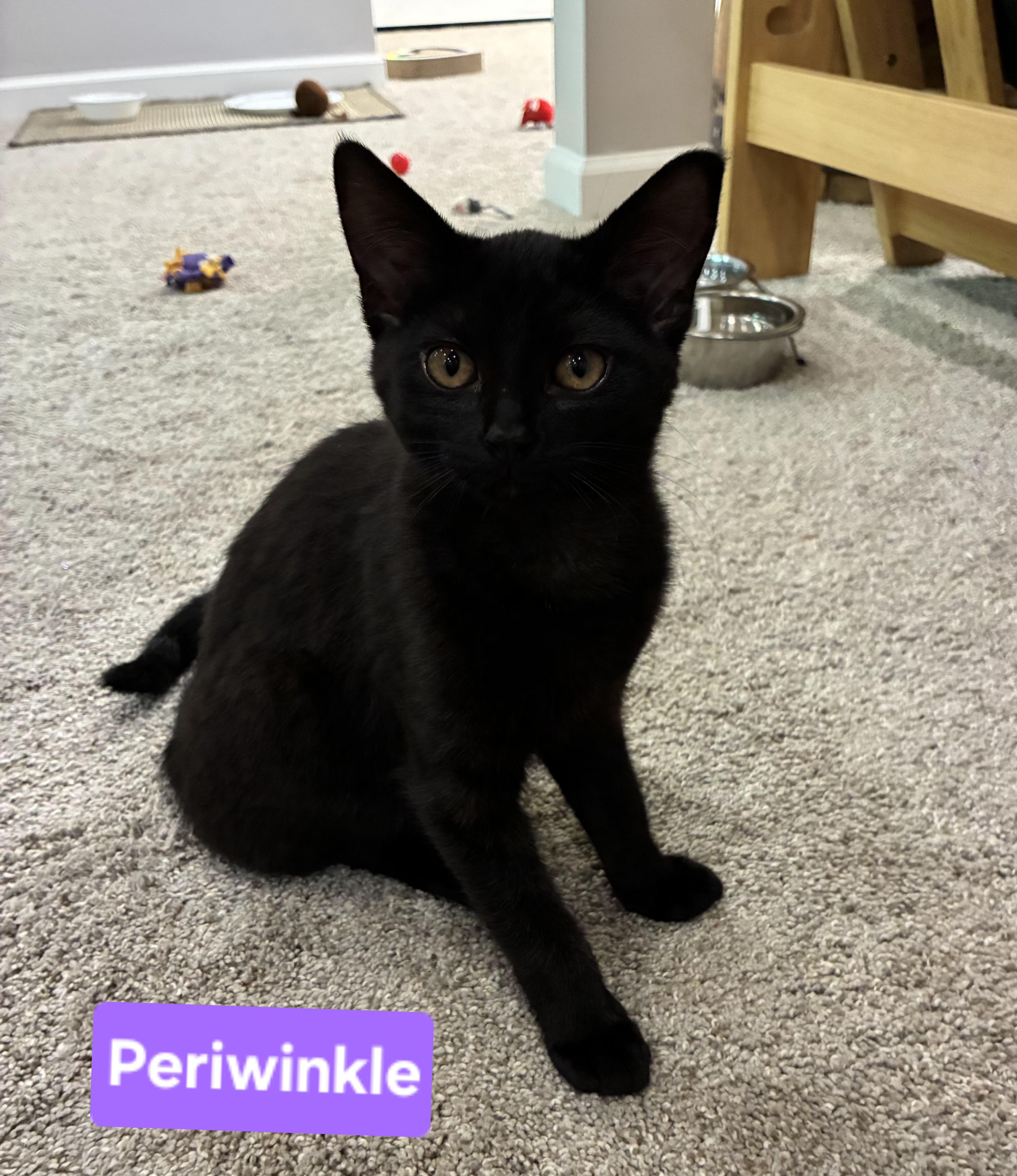 A baby small-sized female Black Domestic Short Hair cat named Periwinkle for adoption in Brighton, MI