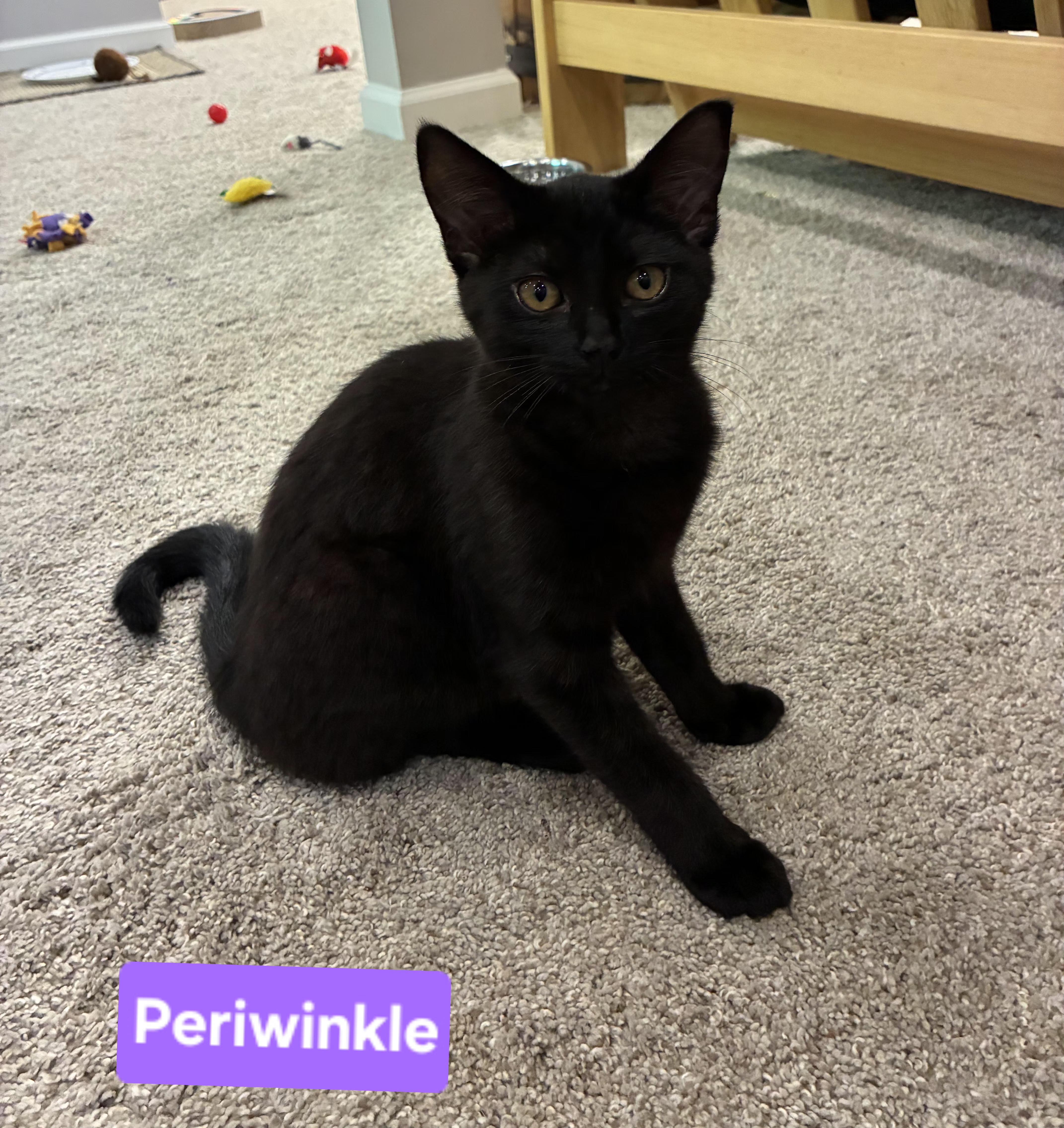 Periwinkle thumbnail 2