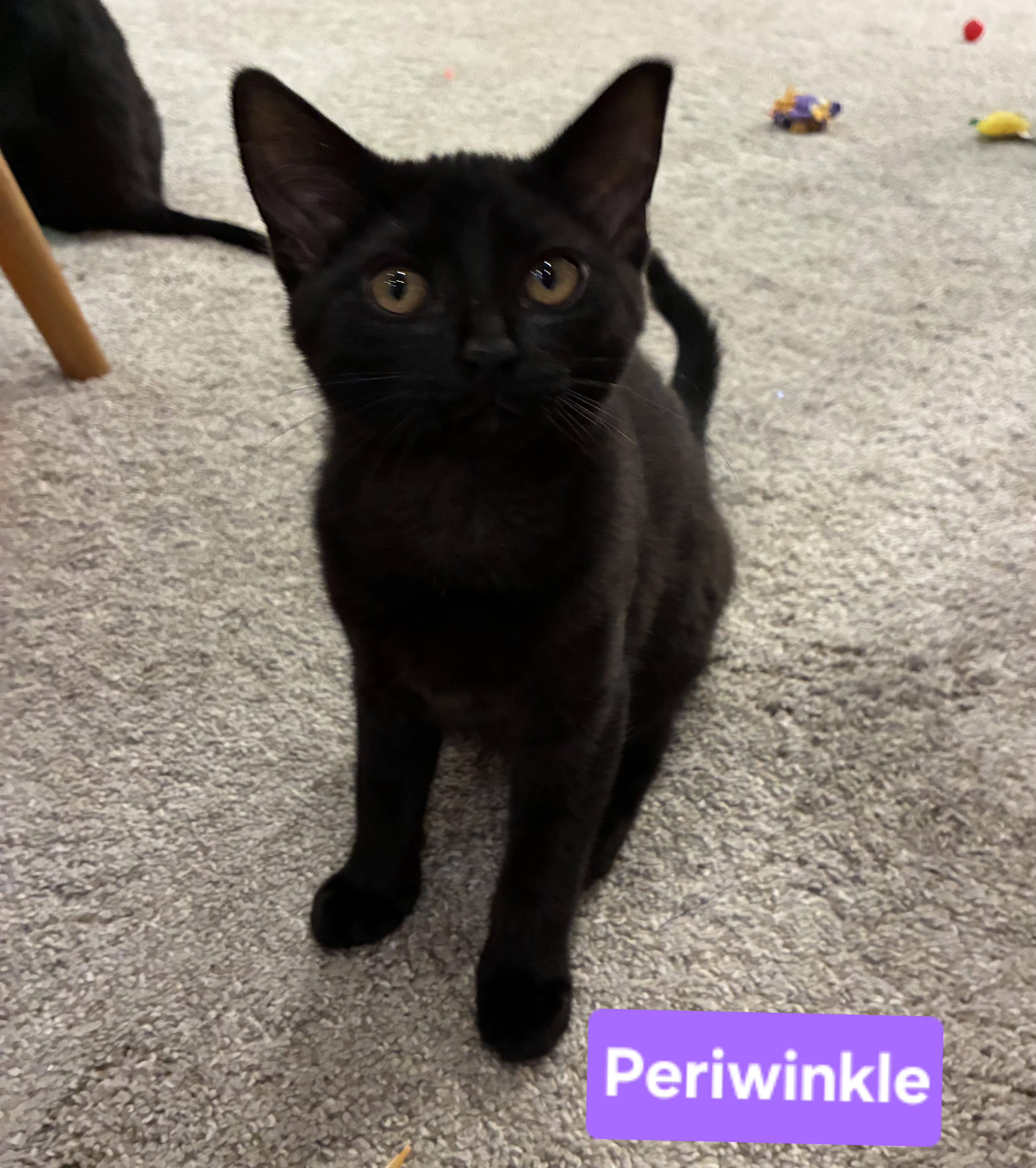 Periwinkle thumbnail 4