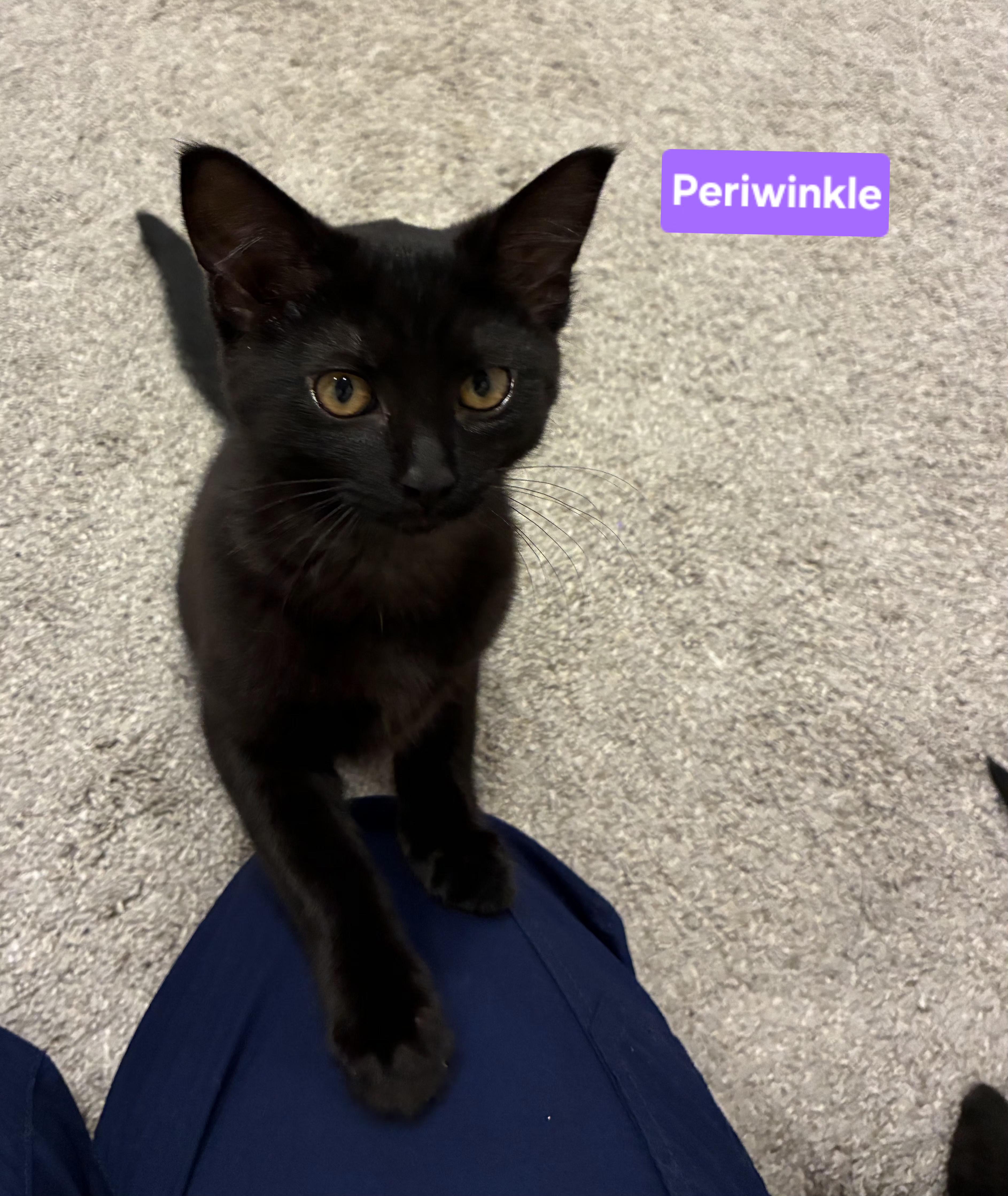 Periwinkle thumbnail 5