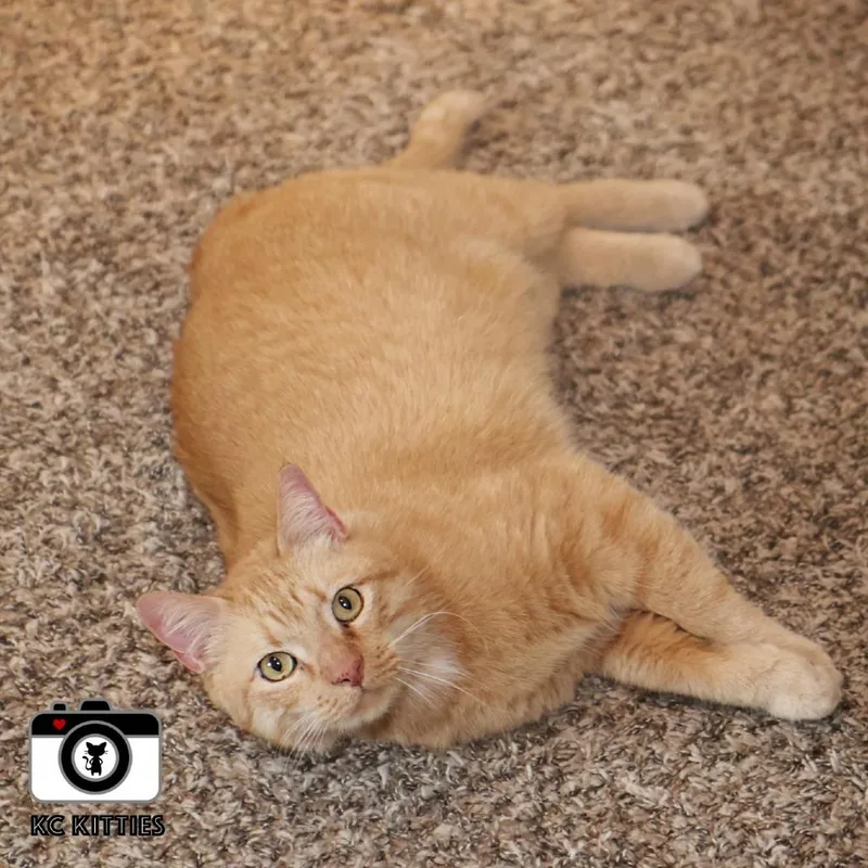 A senior large-sized female Buff / Tan / Fawn Domestic Short Hair cat named Daisy for adoption in Overland Park, KS