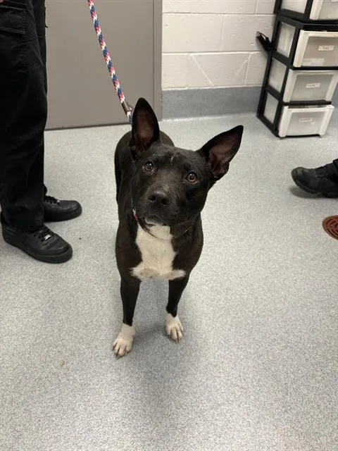 An adult large-sized female Staffordshire Bull Terrier dog named Royal for adoption in Indianapolis, IN