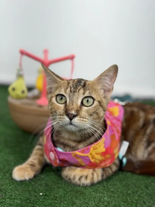 A baby small-sized female Tabby (Orange / Red) Bengal cat named Sapphire for adoption in Carlsbad, CA