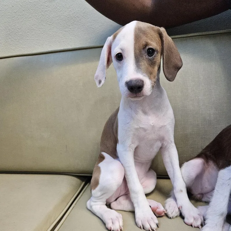 A baby small-sized female White / Cream Pit Bull Terrier dog named Sara for adoption in Las Vegas, NV