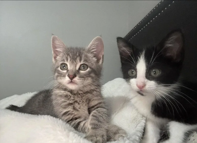 A baby medium-sized male Black & White / Tuxedo Domestic Short Hair cat named Tom & Jerry for adoption in Wheaton, IL