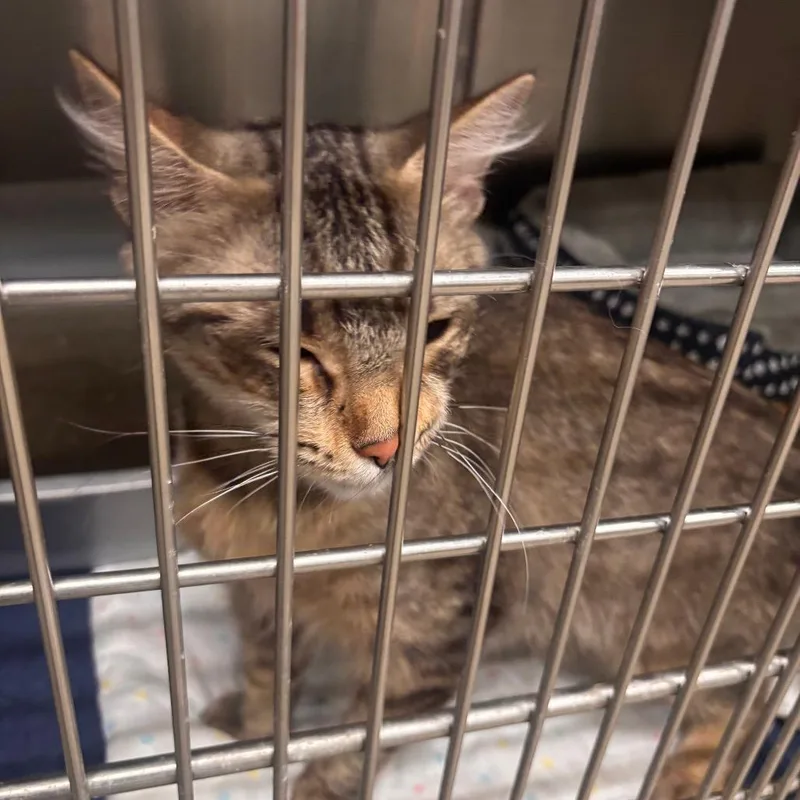 A young large-sized female Buff / Tan / Fawn Domestic Short Hair cat named Acacia C for adoption in Napoleon, OH