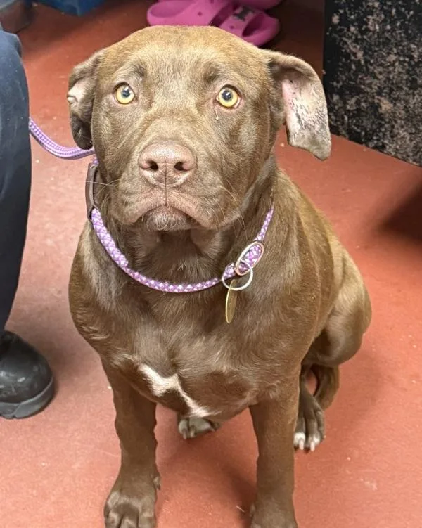 A young medium-sized female Labrador Retriever dog named Eloise for adoption in Salisbury, MD