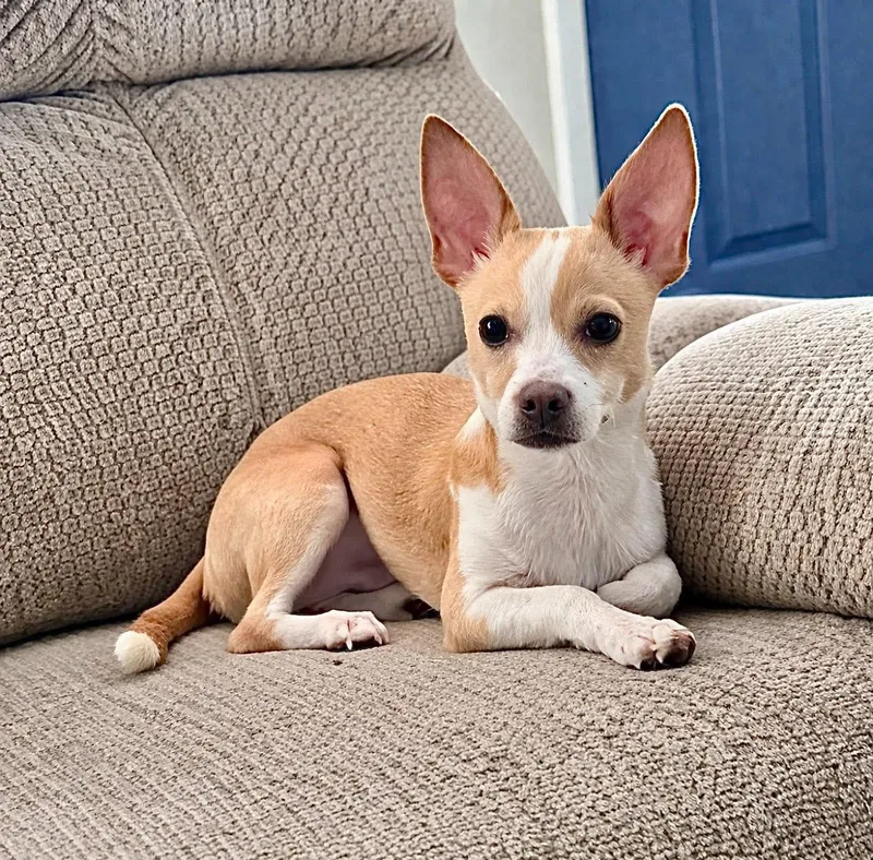 A baby small-sized male Terrier dog named Mateo for adoption in Saginaw, MI