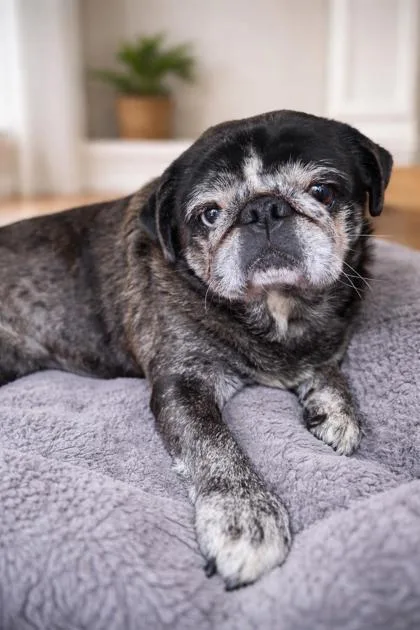 An adult small-sized male Pug dog named Kooper for adoption in Malvern, PA