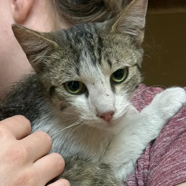 A young small-sized male Brown / Chocolate Domestic Short Hair cat named Fynn for adoption in Tucson, AZ