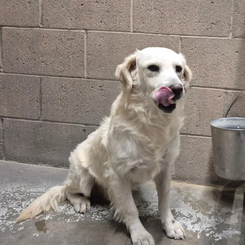 An adult medium-sized male White / Cream Retriever dog named Locke for adoption in Yuma, AZ