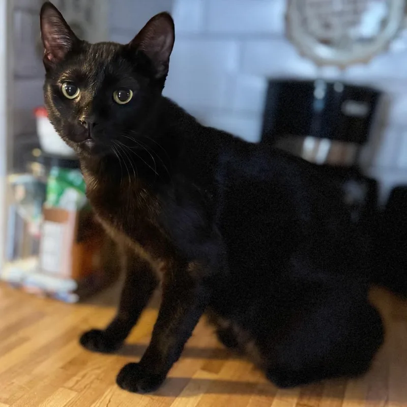 An adult small-sized male Black Domestic Short Hair cat named Stapleton Cotton for adoption in Rochester, MN