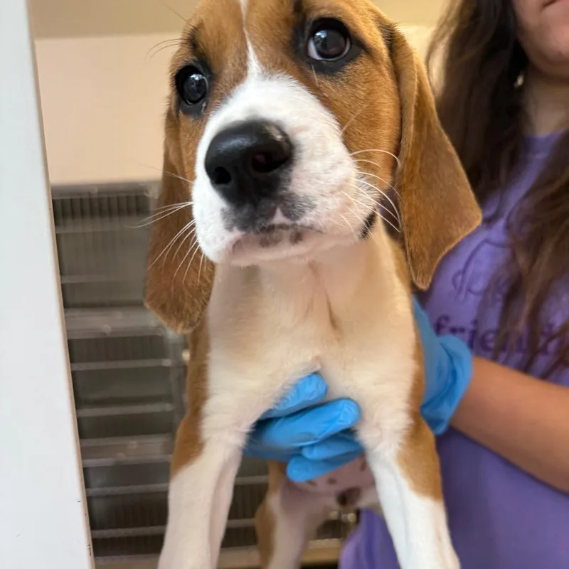 A baby medium-sized female Plott Hound dog named Zena for adoption in Cumming, GA