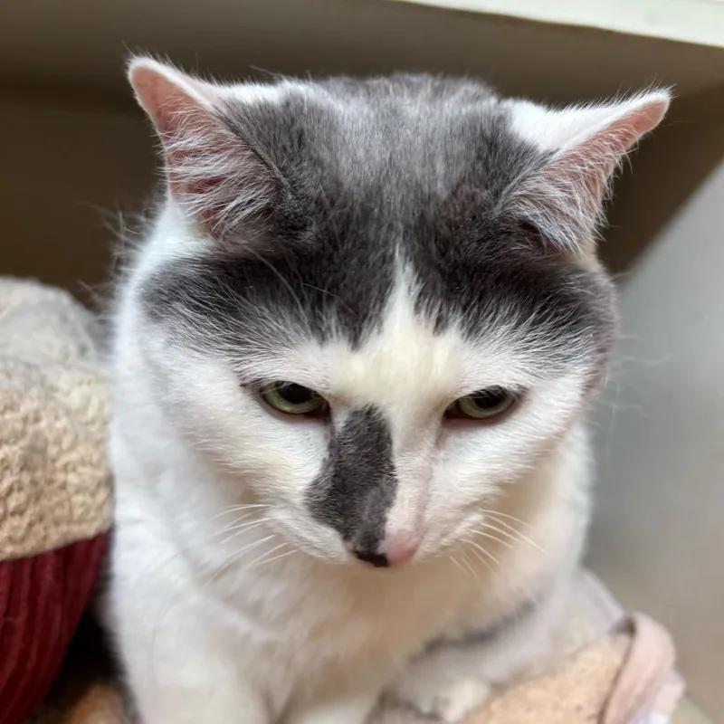 A senior extra large-sized male Gray / Blue / Silver Domestic Short Hair cat named Ted for adoption in Louisville, KY