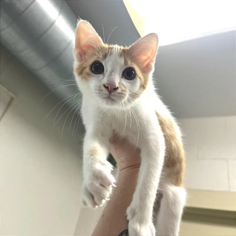 A baby small-sized male Orange / Red Domestic Short Hair cat named Chungus for adoption in Albert Lea, MN