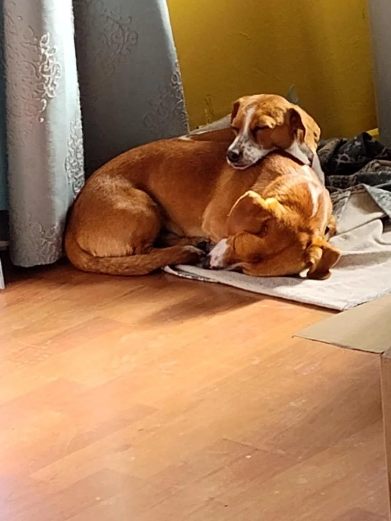 Heidi Bonded With Denver