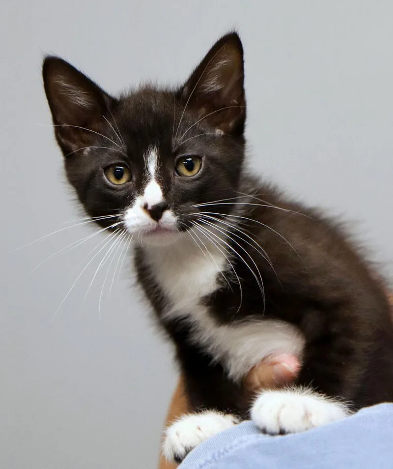 A baby medium-sized male Black & White / Tuxedo Domestic Medium Hair cat named Hugo for adoption in Kansas City, KS