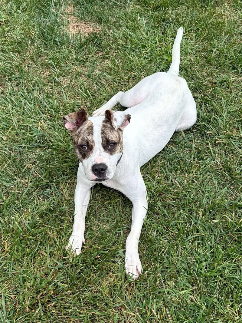 An adult medium-sized female Pit Bull Terrier dog named Bodhia for adoption in Germantown, OH