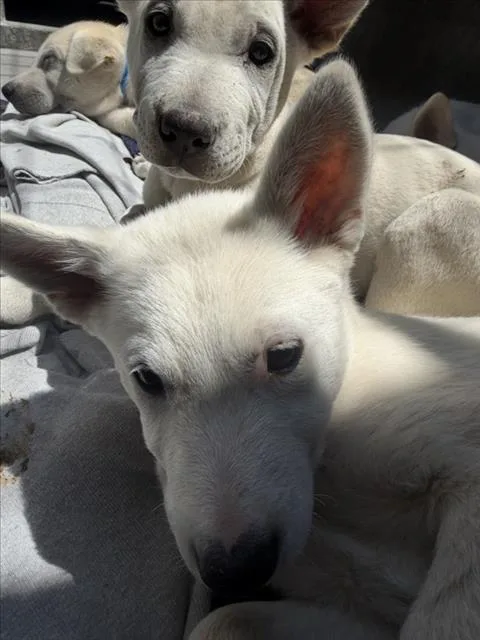 A baby small-sized female Labrador Retriever dog named Sydney for adoption in Los Angeles, CA